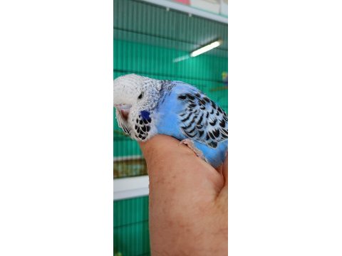 Dişi damızlık veya ele alıştırmalık jumbo muhabbet kuşlar