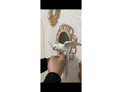 Yeme düşmüş ele kola alışkın yavru sultan papağanı