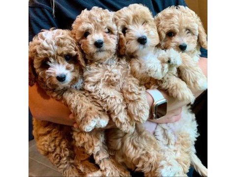 Maltipoo yavrularımız