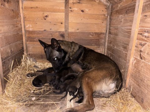 Belçika malinois yavrular