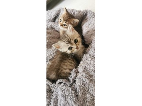 Merhaba anne british baba chinchilla yavruları var