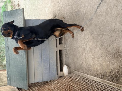 Dişi rottweiler