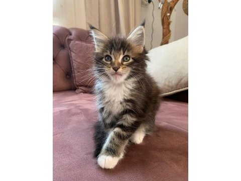 Xxl maine coon kediler 7 haftalık
