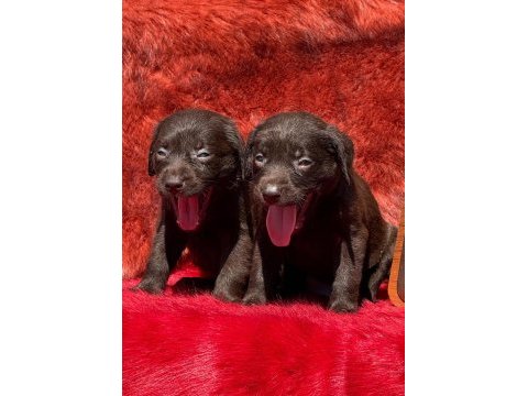 Labrador redriever sevimli yavrular