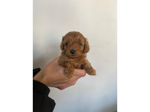 Tatlı toy poodle bebeklerim