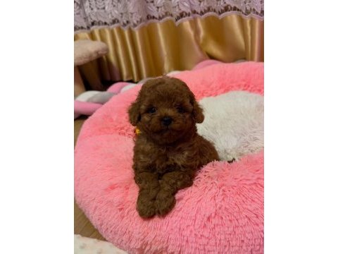 Ruhsatlı köpek çiftliğinden toypoodle yavrularımız 