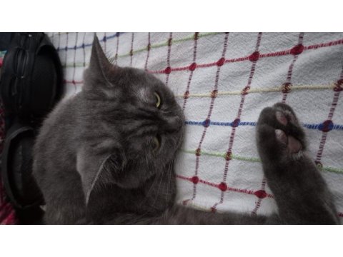 British shorthair 2 yaşında