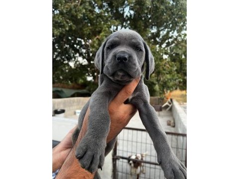 Şampiyon torunu cane corso yavrularım