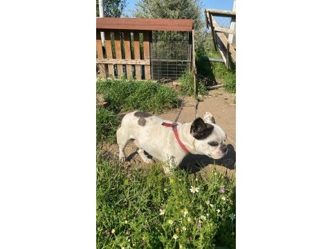 French bulldog 2 yaşında