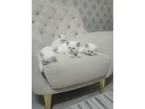 2 dişi 2 erkek british shorthair point