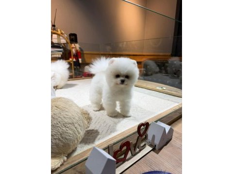 Sağlık ve ırk garantili pomeranian boo