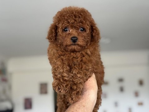 Show kalite tea cup kore poodle yavrumuz