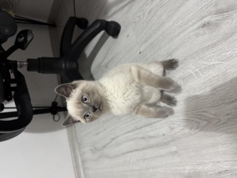 Kedimiz 3.5 aylıktır kendisi saf blue point