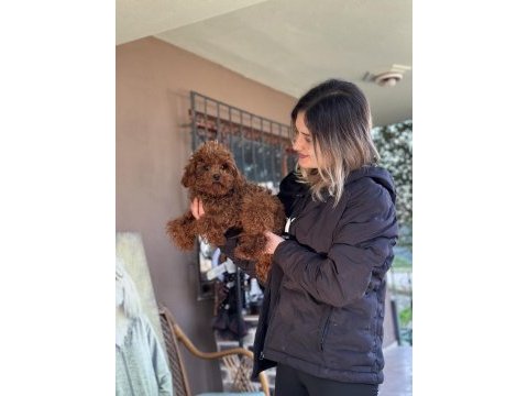 Toy poodle yavrular ruhsatlı üreticiden