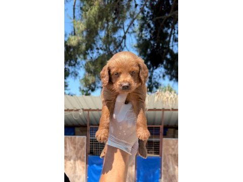 Maltipoo yavrularımız