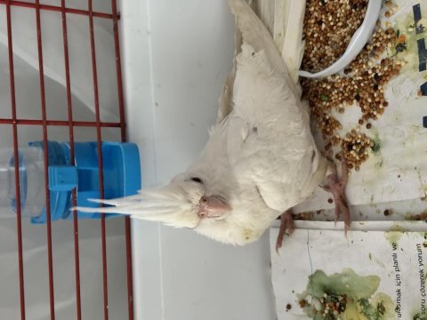 Yeni yeme düşmüş eğitmelik albino sultan papağanı