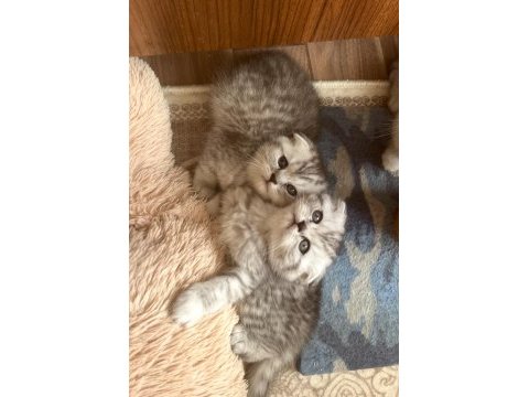 Ns 11 silver scottish fold bebeklerim