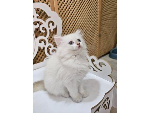 2 aylık british longhair yavrularımız