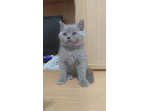 Lilac british shorthair bebekler
