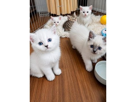 Saf ırk british shorthair izmir