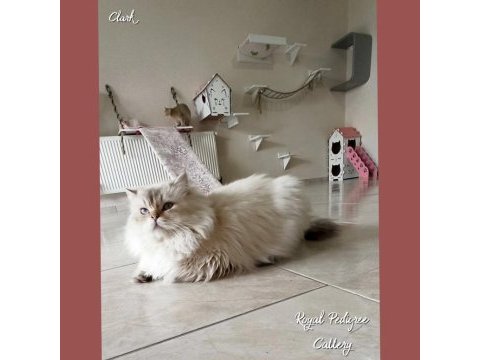 3 aylık by33 british shorthair dişi