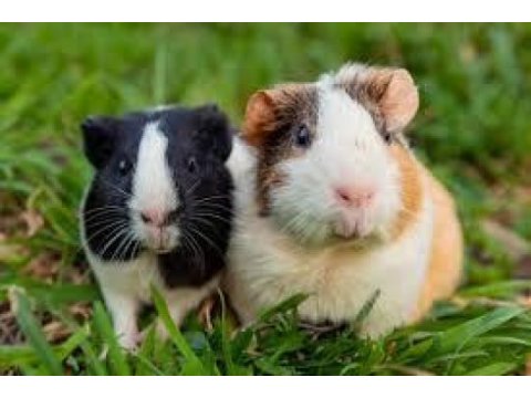 Safkan ırk garantili guineapig yavrularım