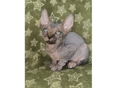 Naked beauty sphynx cattery kedimiz