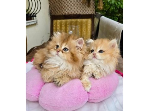 Kaliteli safkan british longhair
