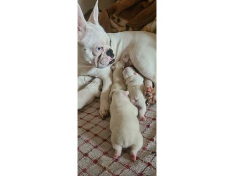 3 haziran doğumlu beyaz mavi göz french bulldog