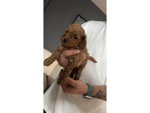 Toy poodle yavru dişi istanbul
