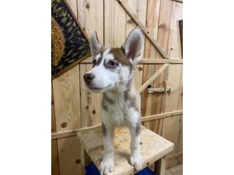 2.5 aylık dişi erkek husky yavrum mevcuttur