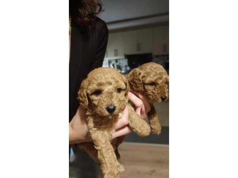 2 aylık toy poodle yavruları