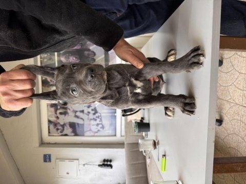 Antik miras cane corso yavrusu