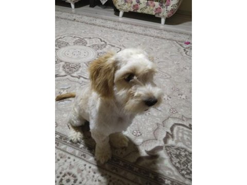 Yaramaz ufaklık maltipoo