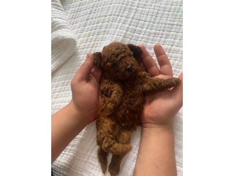 Yavru toy poodle