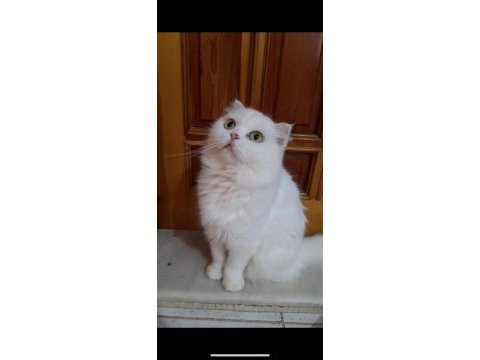Adanadan full sağlıklı british ve scottish 1 ve 2 yaş