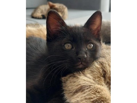 Catman kedimiz yuvasını arıyor