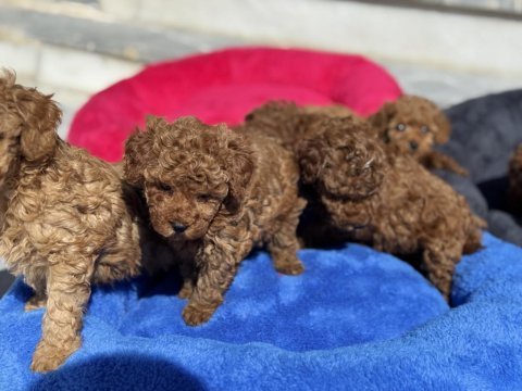 Ankarada ziyarete açık 10 adet toy poodle yavrularımız
