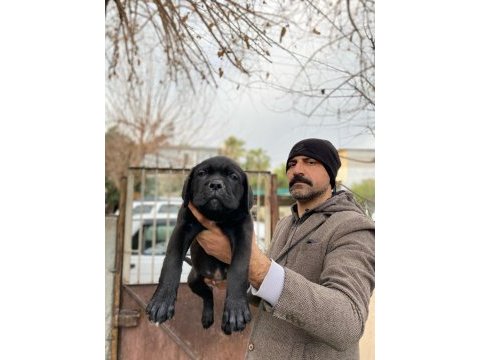 Show kalitede cane corso yavrular fcı/kıf a şecere
