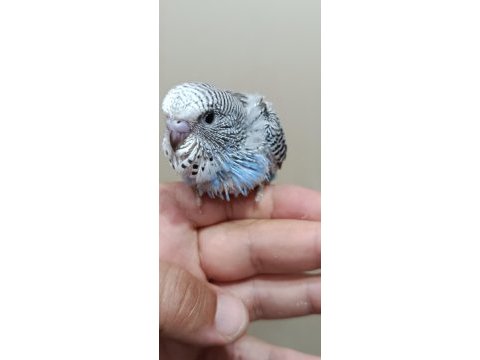 Jumbo muhabbet kuşu bebekler