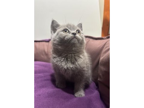 British shorthair erkek yavrular