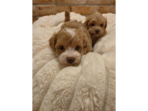 Yasal köpek çiftliğinden maltipoo yavrularımız