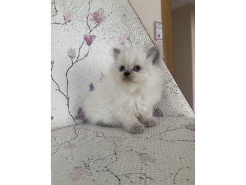 Kar topu yumoş british bebek