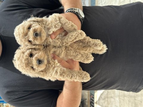 Sağlıklı orjinal maltipoo yavrular