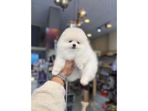 Ukrayna doğumlu pomeranian yavrular