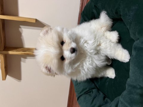 Ayı surat pomeranian boo