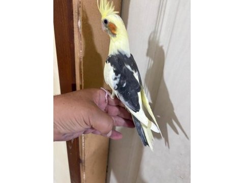 43 günlük kusursuz sultan papağanı bebek