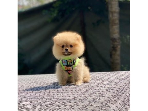 Pomeranian boo köpeğimiz