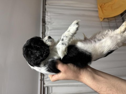 Amerikan cocker 1 dişi ve 1 erkek bebekler