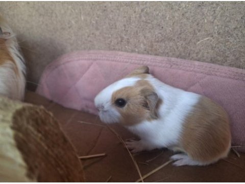 Sheltie ginepig